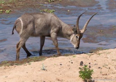 Cobe à croissant dans la Letaba