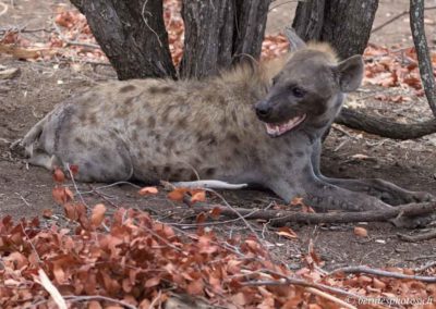 Hyène stressée au pied d'un arbre