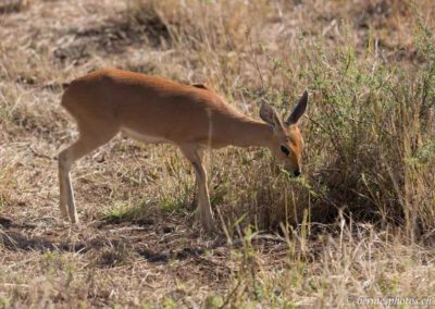 Steenbok se nourrissant de jeunes pousses