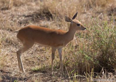 Steenbok femelle