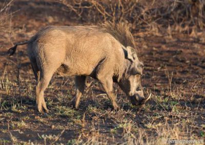 Phacochère mâle dans le soleil couchant