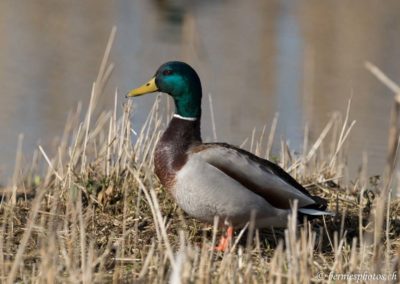 Colvert cohabitant avec les canards siffleurs