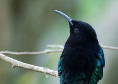 Colibri madère mâle