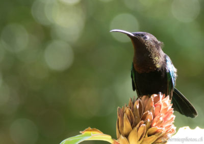 Colibri madère