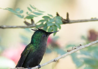 Colibri huppé mâle