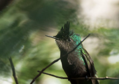 Colibri huppé mâle (ventre noir!)