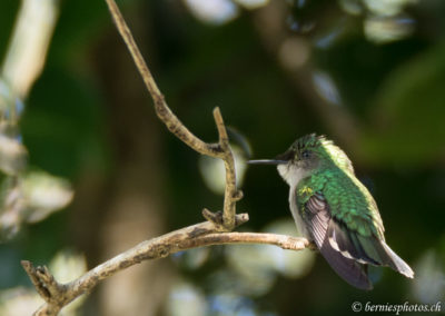 Colibri huppé femelle (donc sans huppe)