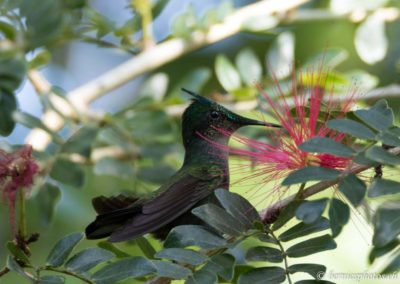 Colibri huppé mâle