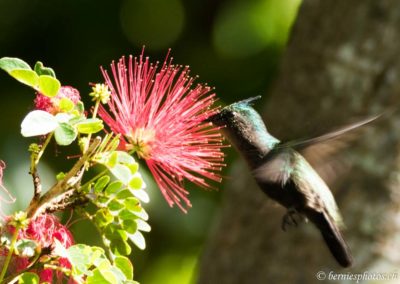 Colibri huppé butinant une fleur de l'Arbre de pluie